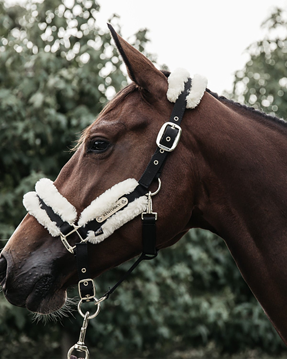 Kentucky_NylonSheepskinHalter_AlSaqb